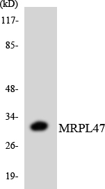 a14516 mrpl47 primary antibodies wb testing 3