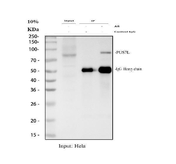 a14523 1 pus7l primary antibodies ip testing 1