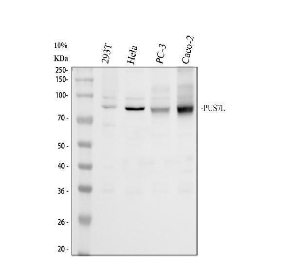 Western blot analysis of PUS7L using anti-PUS7L antibody (A14523-1)