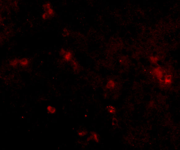a14531 sypl2 primary antibodies if testing 3