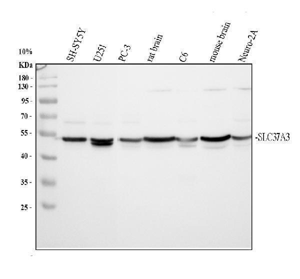 a14532 1 slc37a3 primary antibodies wb testing 1_1