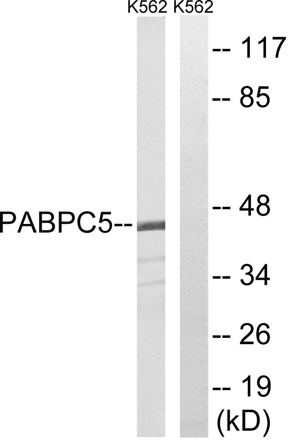 a14533 pabpc5 primary antibodies wb testing 2