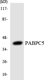 a14533 pabpc5 primary antibodies wb testing 3