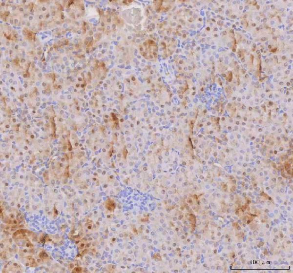 Figure 2. IHC analysis of IAH1 using anti-IAH1 antibody (A14534-1). IAH1 was detected in a paraffin-embedded section of mouse kidney tissue. Heat mediated antigen retrieval was performed in EDTA buffer (pH 8.0, epitope retrieval solution). The tissue section was blocked with 10% goat serum. The tissue section was then incubated with 2 microg/ml rabbit anti-IAH1 Antibody (A14534-1) overnight at 4°C. Peroxidase Conjugated Goat Anti-rabbit IgG was used as secondary antibody and incubated for 30 minutes at 37°C. The tissue section was developed using HRP Conjugated Rabbit IgG Super Vision Assay Kit (Catalog # SV0002) with DAB as the chromogen.