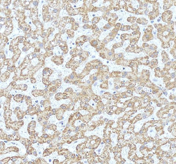 IHC analysis of IAH1 using anti-IAH1 antibody (A14534-1)