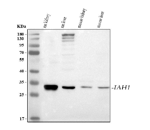 Figure 1. Western blot analysis of IAH1 using anti-IAH1 antibody (A14534-1). Electrophoresis was performed on a 5-20% SDS-PAGE gel at 70V (Stacking gel) / 90V (Resolving gel) for 2-3 hours. The sample well of each lane was loaded with 30 ug of sample under reducing conditions. Lane 1: rat kidney tissue lysates, Lane 2: rat liver tissue lysates, Lane 3: mouse kidney tissue lysates, Lane 4: mouse liver tissue lysates. After electrophoresis, proteins were transferred to a nitrocellulose membrane at 150 mA for 50-90 minutes. Blocked the membrane with 5% non-fat milk/TBS for 1.5 hour at RT. The membrane was incubated with rabbit anti-IAH1 antigen affinity purified polyclonal antibody (Catalog # A14534-1) at 0.5 microg/mL overnight at 4°C, then washed with TBS-0.1%Tween 3 times with 5 minutes each and probed with a goat anti-rabbit IgG-HRP secondary antibody at a dilution of 1:5000 for 1.5 hour at RT. The signal is developed using an Enhanced Chemiluminescent detection (ECL) kit (Catalog # EK1002) with Tanon 5200 system. A specific band was detected for IAH1 at approximately 28 kDa. The expected band size for IAH1 is at 28 kDa.