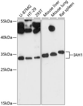 a14534 iah1 primary antiboties wb testing 1