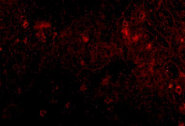a14537 1 pigy primary antibodies if testing 3