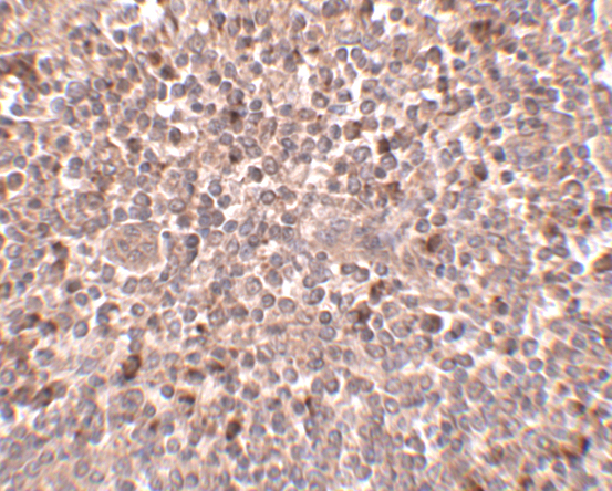 a14537 1 pigy primary antibodies ihc testing 2