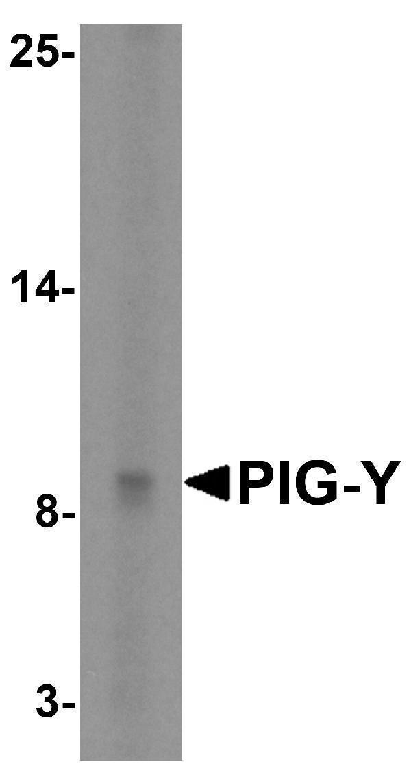a14537 1 pigy primary antibodies wb testing 1