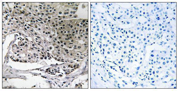 a14537 pigy primary antibodies ihc testing 1