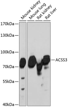 a14541 acss3 primary antiboties wb testing 1
