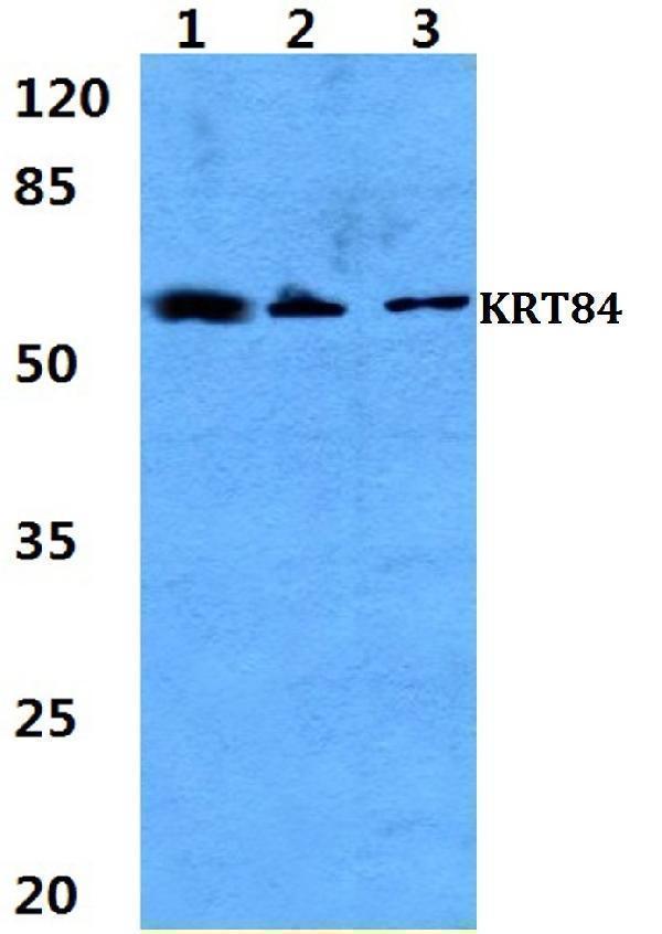 a14544 krt84 primary antiboties wb testing 1