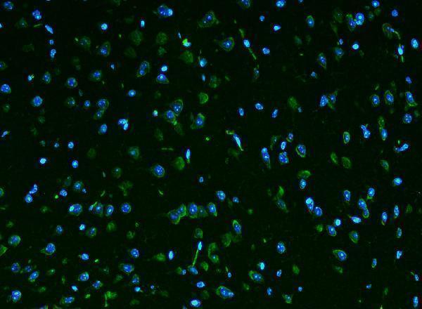 a14549 1 rpl9 primary antibodies if testing 3