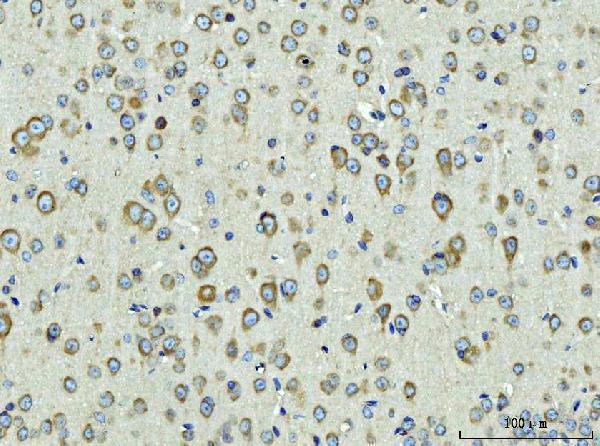 a14549 1 rpl9 primary antibodies ihc testing 2