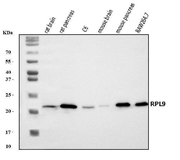 a14549 1 rpl9 primary antibodies wb testing 1