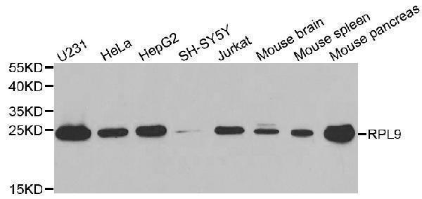 a14549 rpl9 primary antiboties wb testing 1