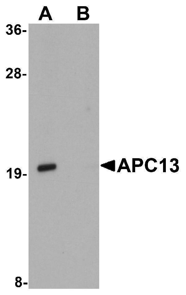 Western blot analysis of APC13 in Jurkat cell tissue lysate with APC13 antibody at 1 μg/mL in (A) the absence and (B) the presence of blocking peptide