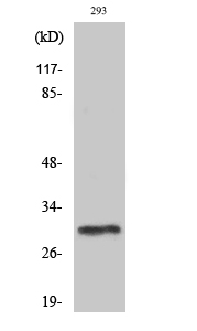 Western Blot analysis of various cells using PIG-X Polyclonal Antibody diluted at 1:1000