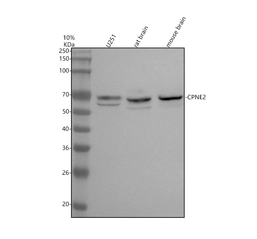 Western blot analysis of CPNE2 using anti-CPNE2 antibody (A14561-1)