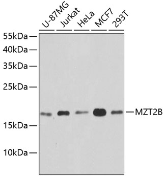 a14564 mzt2b primary antiboties wb testing 1
