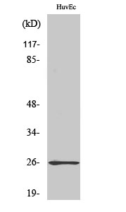 a14567 rabl2a primary antibodies wb testing 2