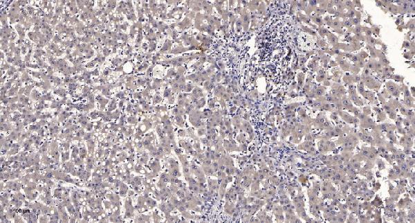 a14574 mrgprx3 primary antibodies ihc testing 3
