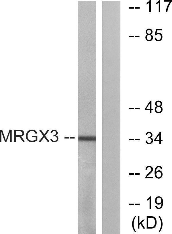 a14574 mrgprx3 primary antibodies wb testing 2