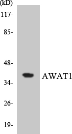 a14578 awat1 primary antibodies wb testing 1