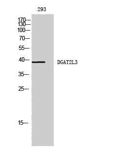 a14578 awat1 primary antibodies wb testing 2