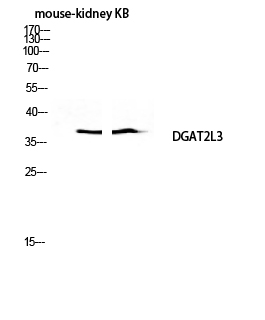 a14578 awat1 primary antibodies wb testing 3