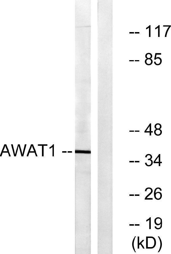 a14578 awat1 primary antibodies wb testing 4