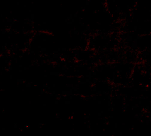 a14584 hapln2 primary antibodies if testing 3