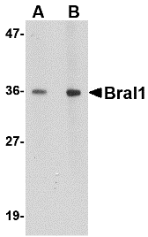 a14584 hapln2 primary antibodies wb testing 1