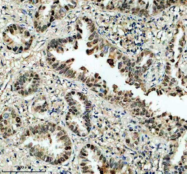 IHC analysis of DEXI using anti-DEXI antibody (A14587-1)