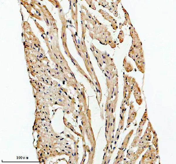 IHC analysis of DEXI using anti-DEXI antibody (A14587-1)