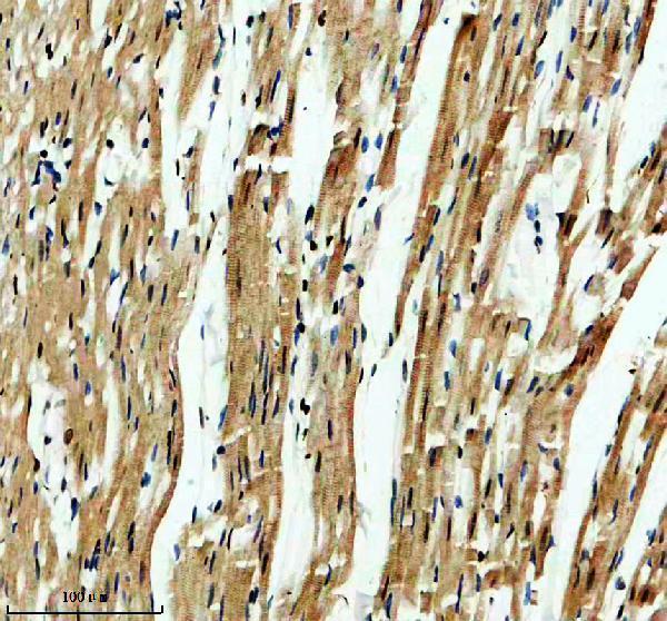 IHC analysis of DEXI using anti-DEXI antibody (A14587-1)