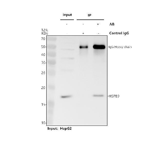 a14588 1 hspb9 primary antibodies ip testing 1