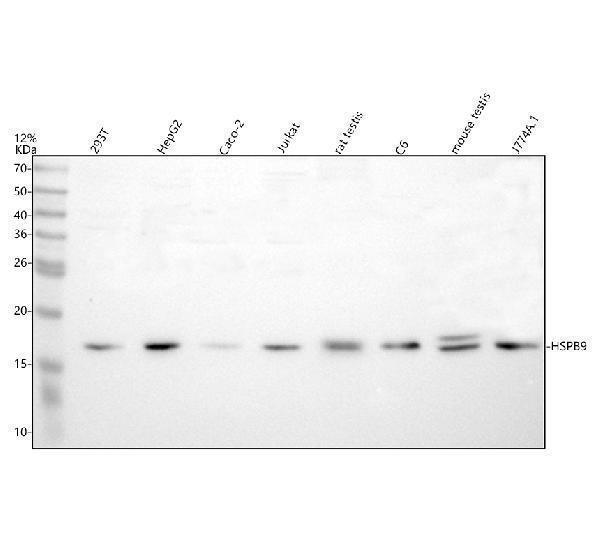 a14588 1 hspb9 primary antibodies wb testing 1
