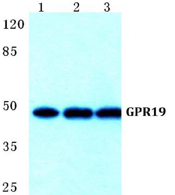 a14590 1 gpr19 primary antiboties wb testing 1
