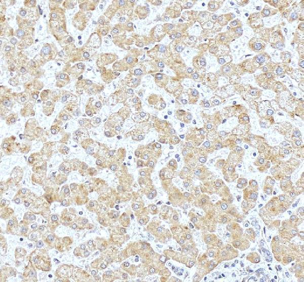 a14596 1 wdr7 primary antibodies ihc testing 4