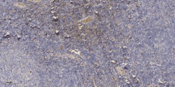 a14597 1 nxph3 primary antibodies ihc testing 1