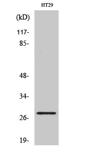 Western Blot analysis of various cells using Neurexophilin-3 Polyclonal Antibody
