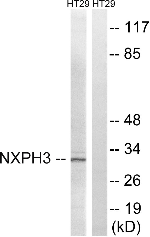 Western blot analysis of lysates from HT-29 cells, using NXPH3 Antibody