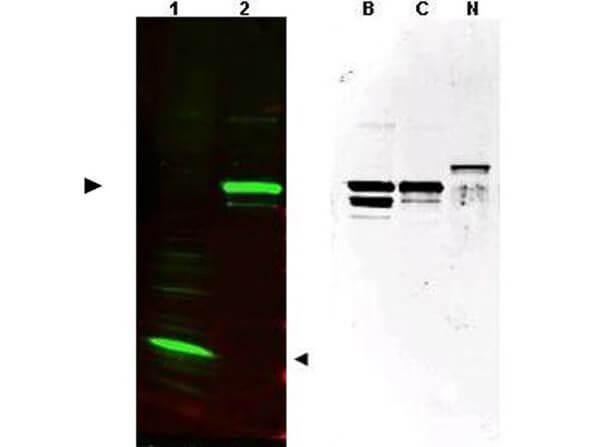 a14601 spanxc primary antibodies wb testing 1