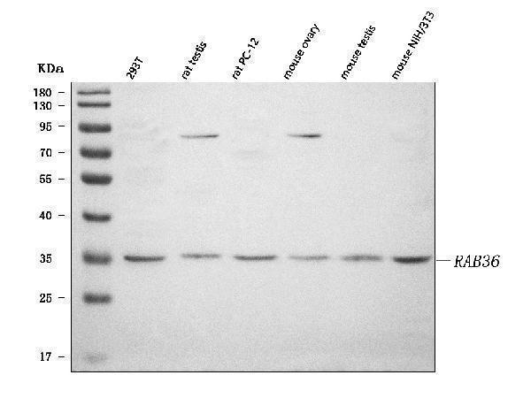  Western blot analysis of RAB36 using anti-RAB36 antibody (A14616-1)