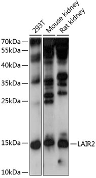 a14618 1 lair2 primary antiboties wb testing 1