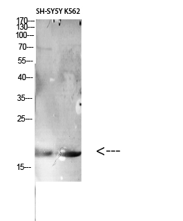 a14618 lair2 primary antibodies wb testing 1