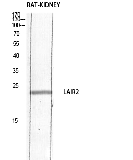 a14618 lair2 primary antibodies wb testing 2