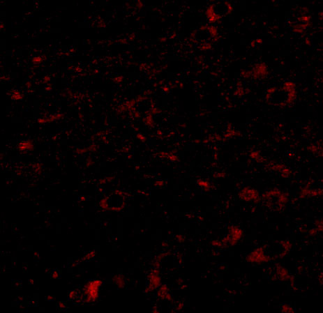 Immunofluorescence of CDCC134 in human brain tissue with CDCC134 antibody at 20 μg/mL